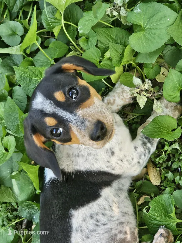 Black and Tan Piebald with Ticking – Miniature Dachshund puppy for sale in Nashville, TN