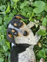 Black and Tan Piebald Mini Dachshund, a male Dachshund for sale in Nashville, TN – Photo 2 of 5