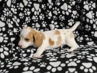 Henry, a male Miniature Dachshund for sale in Nashville, TN – Photo 4 of 7