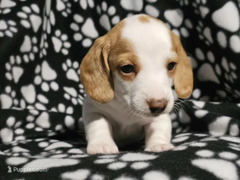 Henry – Miniature Dachshund puppy for sale in Nashville, TN