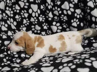 Henry, a male Miniature Dachshund for sale in Nashville, TN – Photo 6 of 7