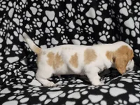 Henry, a male Miniature Dachshund for sale in Nashville, TN – Photo 5 of 7