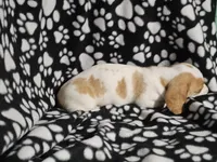 Henry, a male Miniature Dachshund for sale in Nashville, TN – Photo 7 of 7