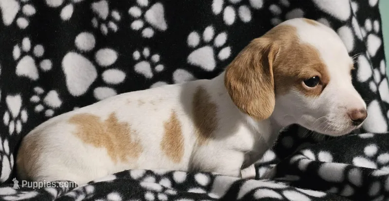 Henry, a male Miniature Dachshund for sale in Nashville, TN – Photo 1 of 7