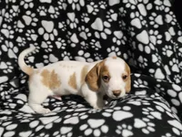 Henry, a male Miniature Dachshund for sale in Nashville, TN – Photo 2 of 7