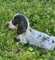 Blue and Tan Piebald Boy, a male Miniature Dachshund for sale in Nashville, TN – Photo 5 of 9