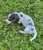 Blue and Tan Piebald Boy, a male Miniature Dachshund for sale in Nashville, TN – Photo 8 of 9