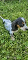 Blue and Tan Piebald Boy, a male Miniature Dachshund for sale in Nashville, TN – Photo 4 of 9