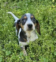Blue and Tan Piebald Boy, a male Miniature Dachshund for sale in Nashville, TN – Photo 3 of 9
