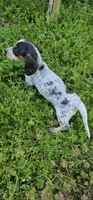 Blue and Tan Piebald Boy, a male Miniature Dachshund for sale in Nashville, TN – Photo 9 of 9