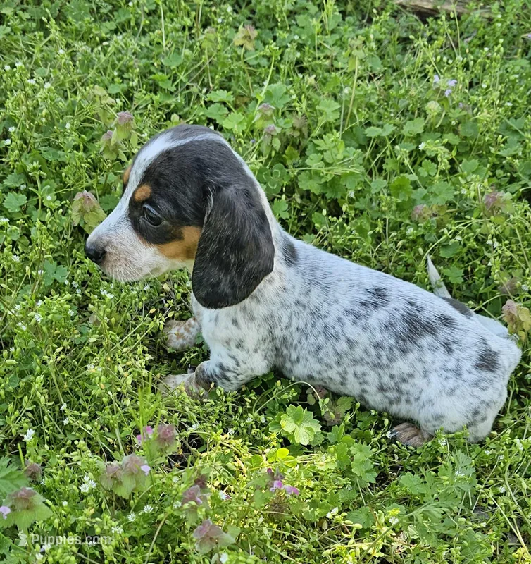 Blue and Tan Piebald Boy – Miniature Dachshund puppy for sale in Nashville, TN