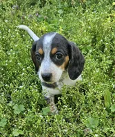 Blue and Tan Piebald Boy, a male Miniature Dachshund for sale in Nashville, TN – Photo 2 of 9