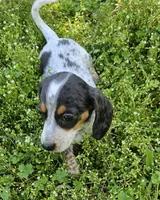 Blue and Tan Piebald Boy, a male Miniature Dachshund for sale in Nashville, TN – Photo 6 of 9