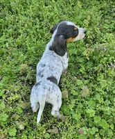 Blue and Tan Piebald Boy, a male Miniature Dachshund for sale in Nashville, TN – Photo 7 of 9