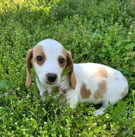 Red and Tan Piebald, a male Miniature Dachshund for sale in Nashville, TN – Photo 2 of 8