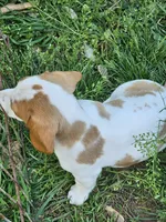 Red and Tan Piebald, a male Dachshund for sale in Nashville, TN – Photo 5 of 7