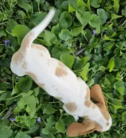 Red and Tan Piebald, a male Dachshund for sale in Nashville, TN – Photo 3 of 7