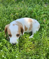 Red and Tan Piebald, a male Miniature Dachshund for sale in Nashville, TN – Photo 7 of 8