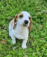 Red and Tan Piebald, a male Miniature Dachshund for sale in Nashville, TN – Photo 3 of 8