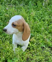 Red and Tan Piebald, a male Miniature Dachshund for sale in Nashville, TN – Photo 8 of 8