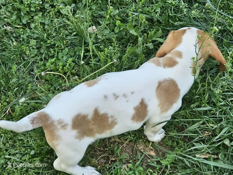 Red and Tan Piebald – Miniature Dachshund puppy for sale in Nashville, TN