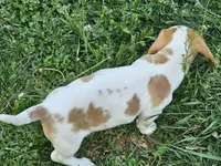 Red and Tan Piebald, a male Dachshund for sale in Nashville, TN – Photo 4 of 7