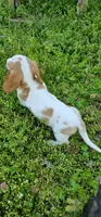 Red and Tan Piebald, a male Miniature Dachshund for sale in Nashville, TN – Photo 5 of 8