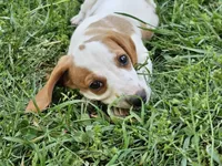 Red and Tan Piebald, a male Dachshund for sale in Nashville, TN – Photo 6 of 7