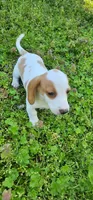 Red and Tan Piebald, a male Miniature Dachshund for sale in Nashville, TN – Photo 4 of 8