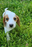 Red and Tan Piebald, a male Miniature Dachshund for sale in Nashville, TN – Photo 6 of 8