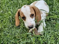 Red and Tan Piebald, a male Dachshund for sale in Nashville, TN – Photo 2 of 7