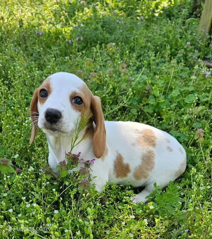 Red and Tan Piebald – Miniature Dachshund puppy for sale in Nashville, TN
