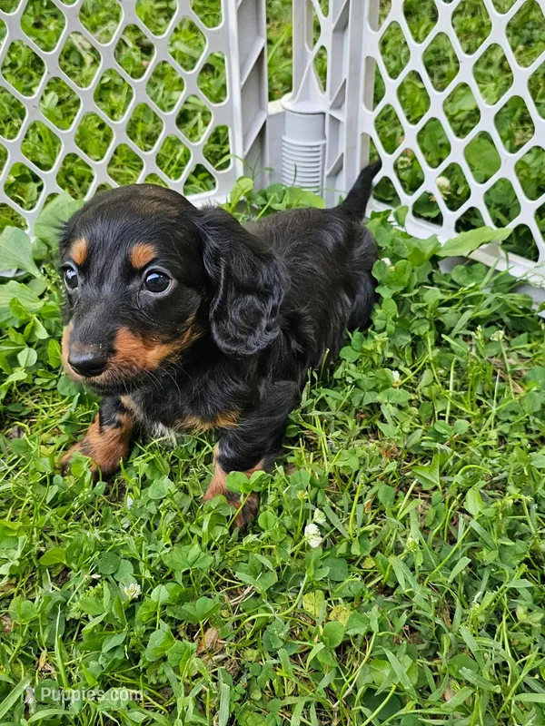 Jackson Black and tan long haired – Miniature Dachshund puppy for sale in Nashville, TN