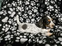 Hopper, a male Miniature Dachshund for sale in Nashville, TN – Photo 6 of 6
