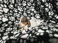 Hopper, a male Miniature Dachshund for sale in Nashville, TN – Photo 5 of 6