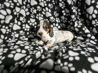 Hopper, a male Miniature Dachshund for sale in Nashville, TN – Photo 2 of 6