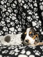 Hopper, a male Miniature Dachshund for sale in Nashville, TN – Photo 4 of 6