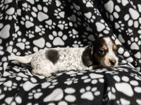 Hopper, a male Miniature Dachshund for sale in Nashville, TN – Photo 1 of 6