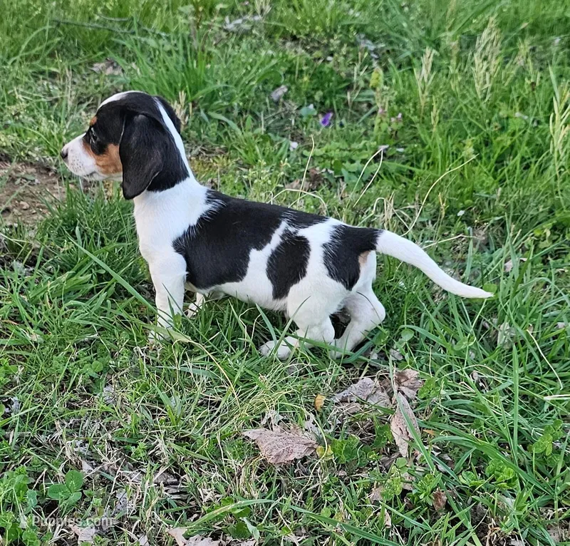 Black and Tan Piebald – Miniature Dachshund puppy for sale in Nashville, TN