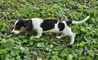 Black and Tan Piebald Miniature Dachshund, a male Dachshund for sale in Nashville, TN – Photo 2 of 8