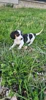 Black and Tan Piebald, a male Miniature Dachshund for sale in Nashville, TN – Photo 2 of 9