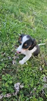 Black and Tan Piebald, a male Miniature Dachshund for sale in Nashville, TN – Photo 8 of 9