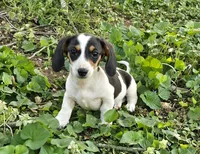 Black and Tan Piebald Miniature Dachshund, a male Dachshund for sale in Nashville, TN – Photo 3 of 8