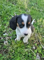 Black and Tan Piebald, a male Miniature Dachshund for sale in Nashville, TN – Photo 5 of 9