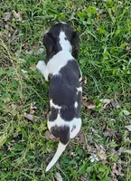 Black and Tan Piebald, a male Miniature Dachshund for sale in Nashville, TN – Photo 4 of 9