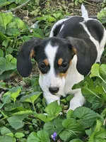 Black and Tan Piebald Miniature Dachshund, a male Dachshund for sale in Nashville, TN – Photo 4 of 8