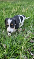 Black and Tan Piebald, a male Miniature Dachshund for sale in Nashville, TN – Photo 6 of 9