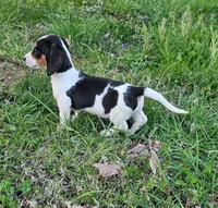 Black and Tan Piebald, a male Miniature Dachshund for sale in Nashville, TN – Photo 9 of 9