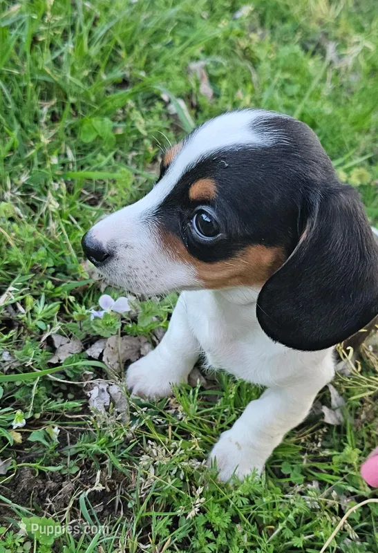 Black and Tan Piebald – Miniature Dachshund puppy for sale in Nashville, TN