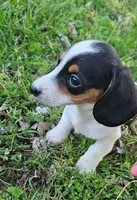Black and Tan Piebald, a male Miniature Dachshund for sale in Nashville, TN – Photo 3 of 9